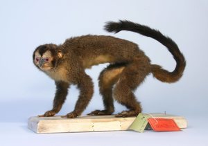 Ein von Spix gesammelter Affe (Nyctipithecus felinus)